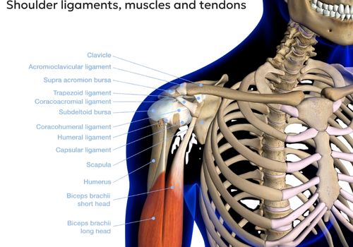 Shoulder ligaments, muscles and tendons